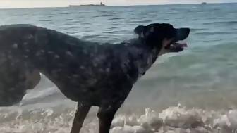 banging blowing sailboat petersburg